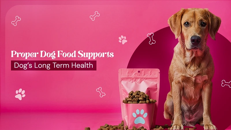 How Proper Dog Food Supports Your Dog’s Long-Term Health