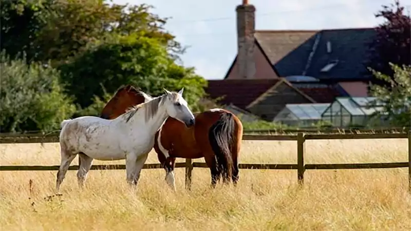 d-Are Rehab Ranch Programs