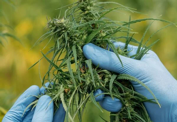 Cannabis in Daily Life