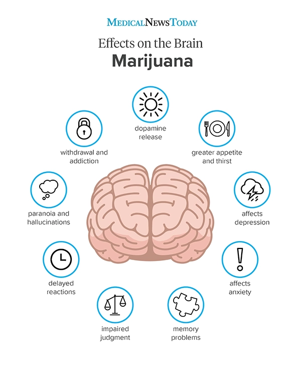 Marijuana Effects on the Brain