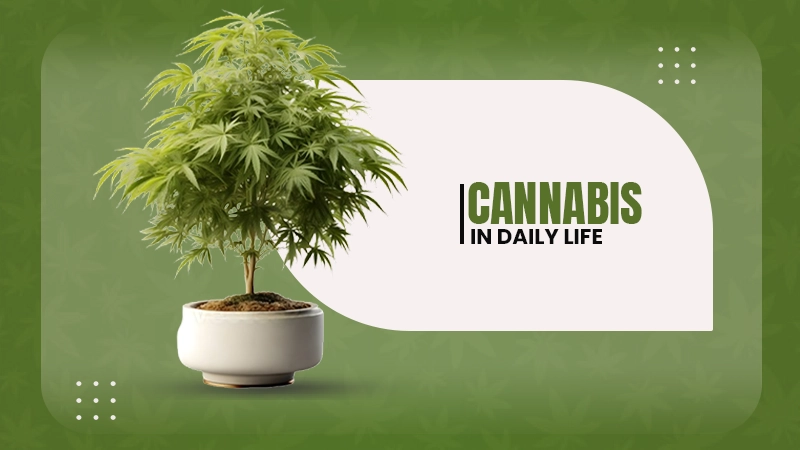 cannabis in daily life