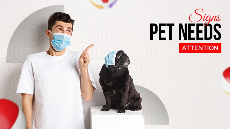 signs pet needs attention