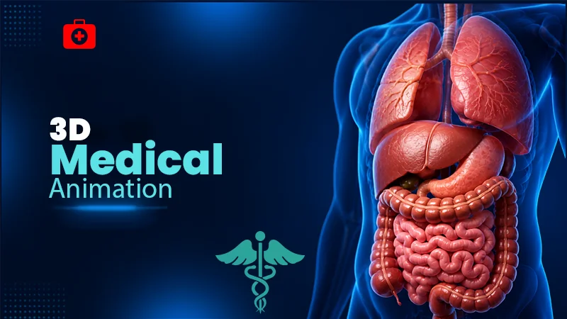 3d medical animation for internal organ function understanding
