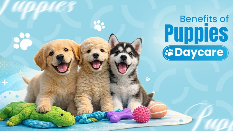5 Important Reasons Why Puppies Need Excellent Dog Daycare